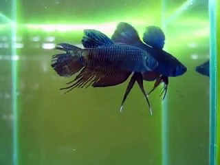 ปลากัดหางลาย VS ลูก 100 Wild Betta