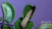 Venus Flytrap Squeezes Waxworm To Death