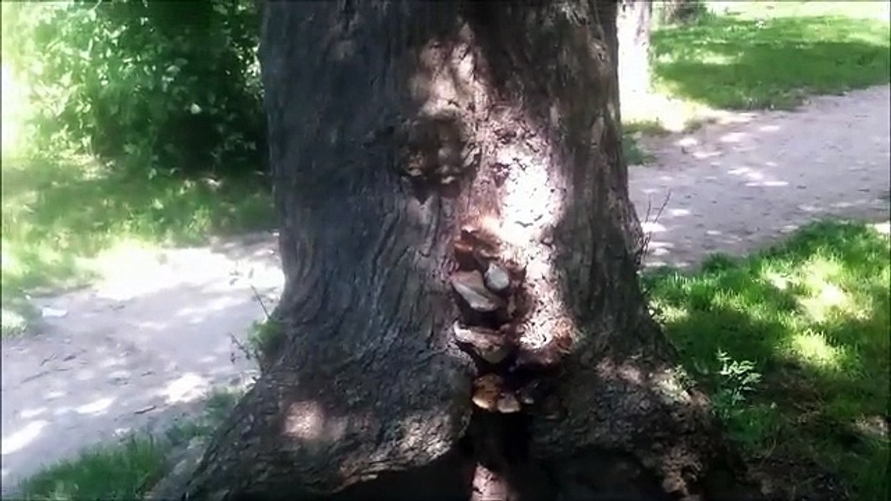 Wood mushrooms in dried wood - Champignons des bois en bois séché - Wood mushrooms in getrocknetem Holz