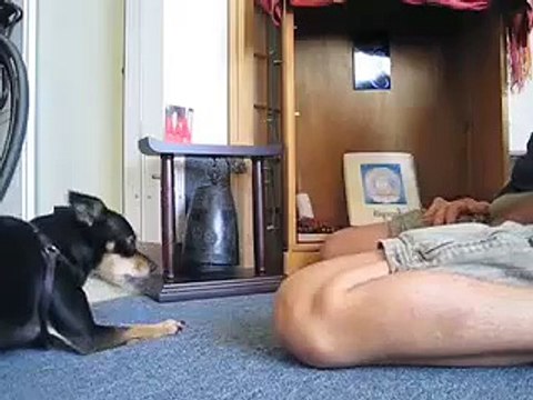 bella rings bell & scratches back