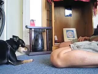 bella rings bell & scratches back