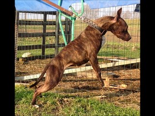 ALLEVAMENTO ANDALUSO KENNEL ITALIA
