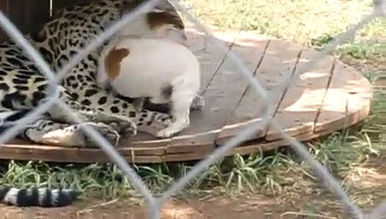 Love and friendship Between Tiger and a Dog