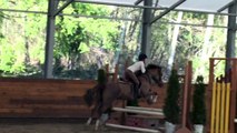 Jesse- Fun Hunter/Jumper/Event Pony For Sale