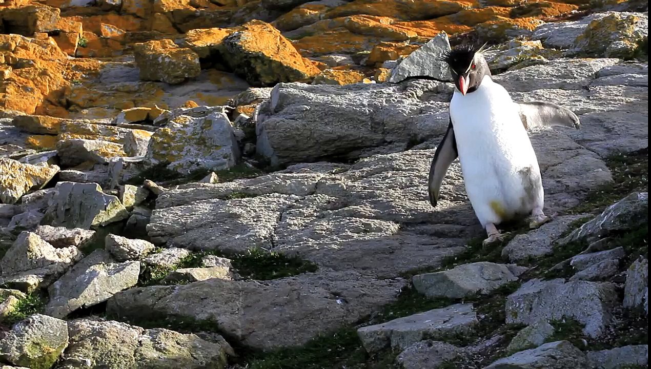 Rockhopper Penguin Hopping Past