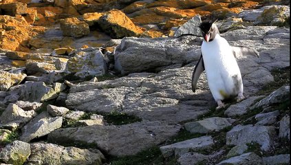 Rockhopper Penguin Hopping Past