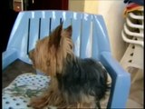 YORKSHIRE TERRIER (Lucky), Yorkshire hole