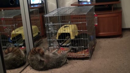 ЕНОТЫ ВЕНЯ И КОКОС:ЕЩЁ НЕМНОГО О ЗНАКОМСТВЕ.......