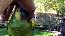 Petting Blue Front Amazon Parrot on Head - Cute HD