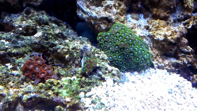 75 Gallon In Wall Reef Tank