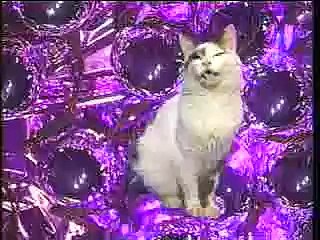 GATOS CANTANDO LA CANCION NAVIDEÑA