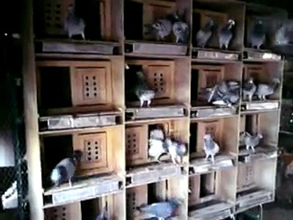 Golubovi Listonoše Pismonoše Racing Pigeons Homing