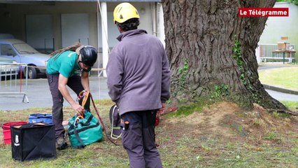 Pontivy. Les rois de l'élagage se mesurent sur un pin