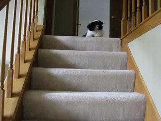 Dog Falling Down the Stairs