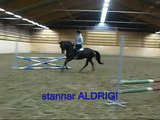 Häst till salu/ for sale