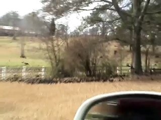 large flock of birds in HQ