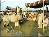 Horse Dancing in Pakistan - Awan Club Sultan HAQ BAHU (2-6)