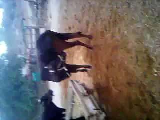Cow drinking his own milk