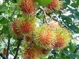 rambutan tree,rambutan fruit,tropical fruits,tropical fruits tree,borneo fruits