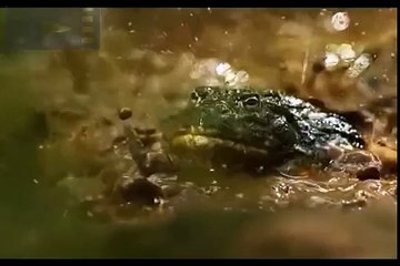 Змея атаковала лягушку, а змею пыталась сьесть гигантская роющая лягушка.