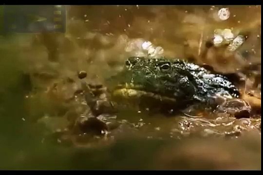 Змея атаковала лягушку, а змею пыталась сьесть гигантская роющая лягушка.