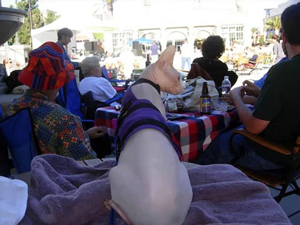 Sphynx Cat Redwood City, CA Celtic Experience