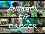 Voix des animaux espèces menacées