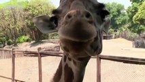 キリンの赤ちゃん公開、メキシコの動物園　Mexico City zoo celebrates new-born giraffe