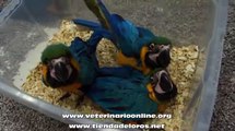 Damos de comer a pollitos papilleros de Ara ararauna - Veterinario Online