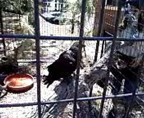 Blueberry the crow doing a trick with a dollar bill