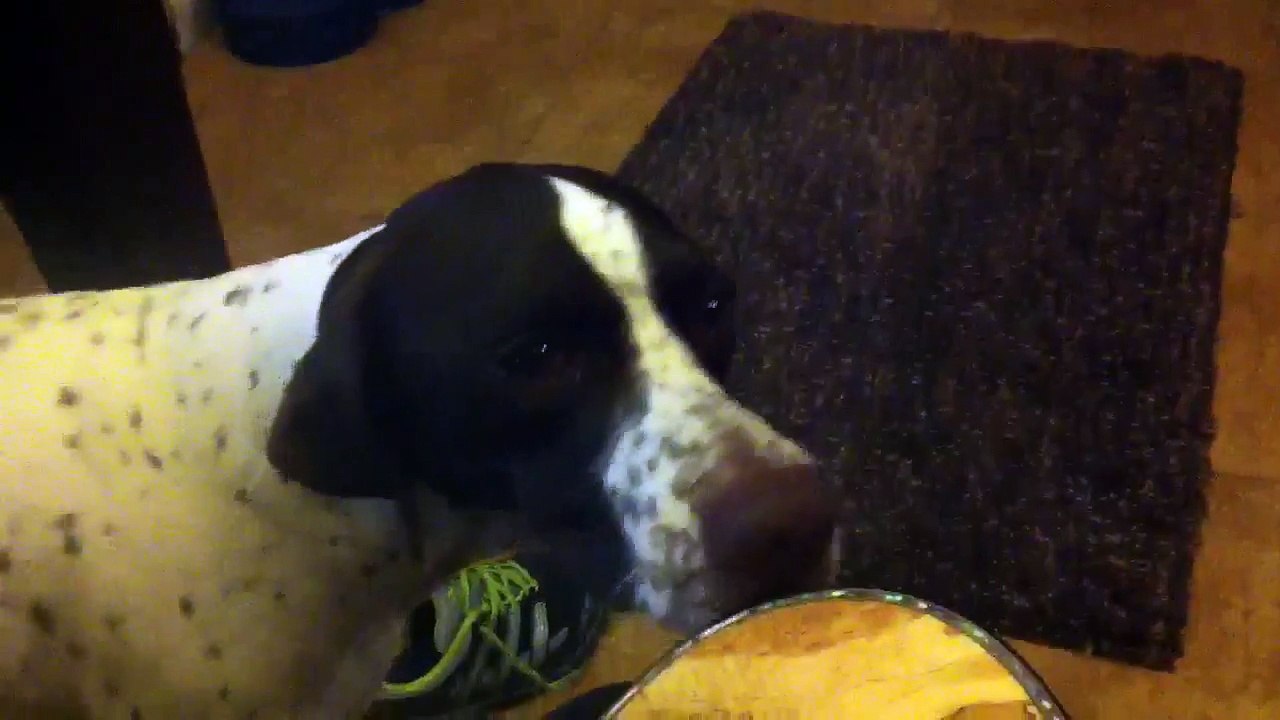 English Pointer, cutest face ever