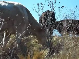 Stress Free Stockmanship Cows eating Serrated Tussock Watershed WoNS project 2011.avi