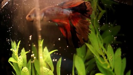 Winners of My Name My Betta Contest