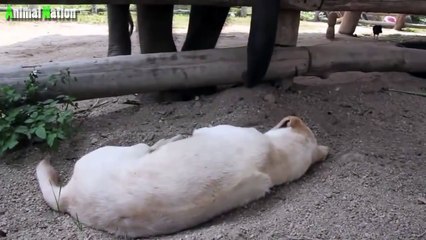 Baby Elephant Tries to Wake Up Puppy