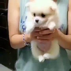 [귀염]수영하는 강아지