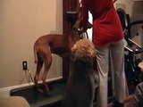 Pharaoh Hound Treadmill workout