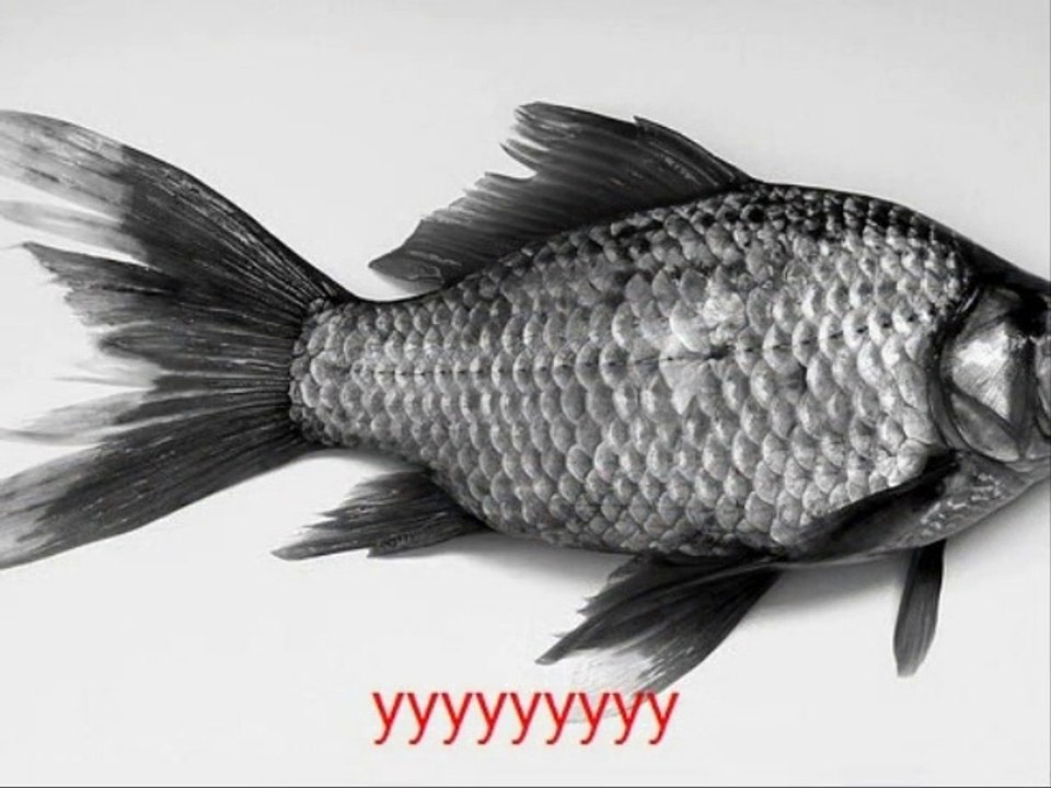 Mon diaporama en essais