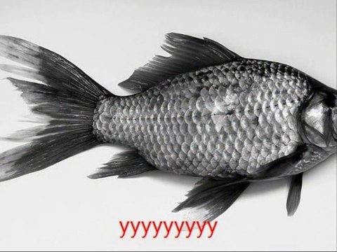 Mon diaporama en essais