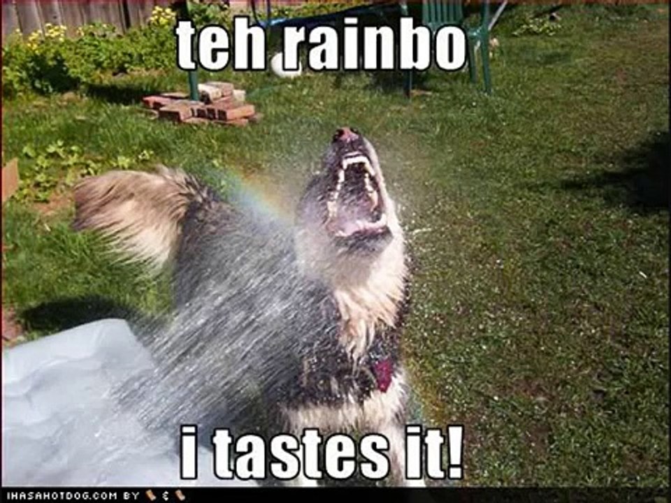 Baha Men - Who Let The Dogs Out!!