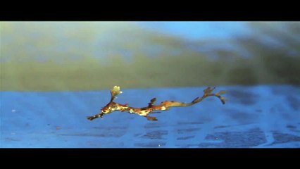 Baby Weedy Sea Dragons Born at Georgia Aquarium