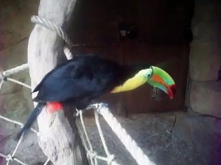 cri du Toucan