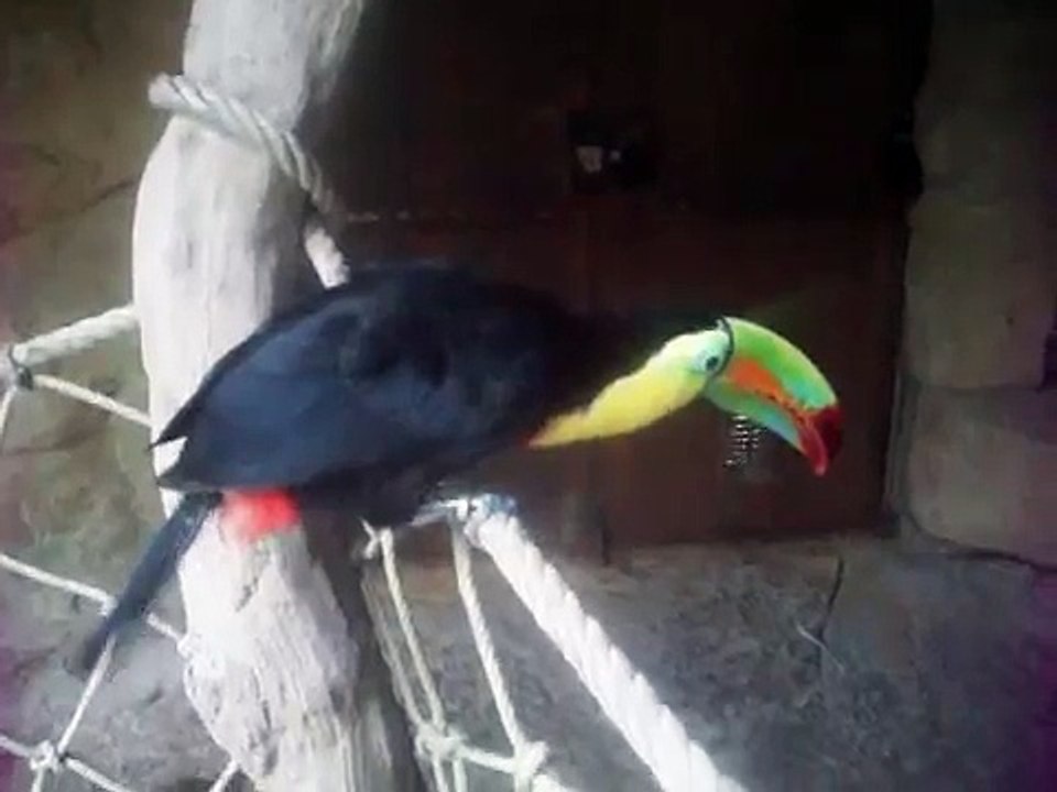 cri du Toucan