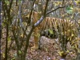 Tiger's Strength, 250 lb Young tigress Machli easily drags 800 lb Carcass