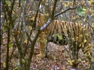 Tiger's Strength, 250 lb Young tigress Machli easily drags 800 lb Carcass