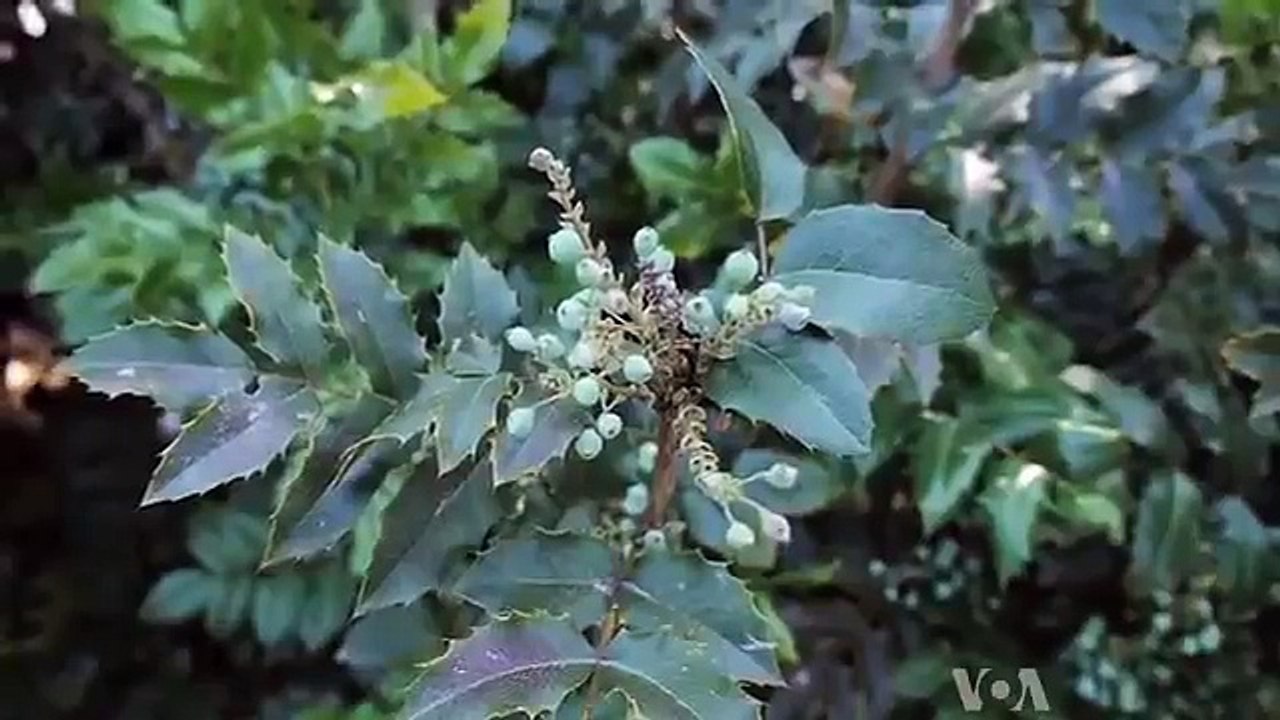 Native American Herbal Remedies Explored - GlobeTrendy