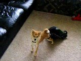 Shiba Inu Scout stuck in her toy bag!