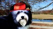 NINJA Havanese puppies for sale, about Havanese TN NC SC NY OH PA IL North Carolina