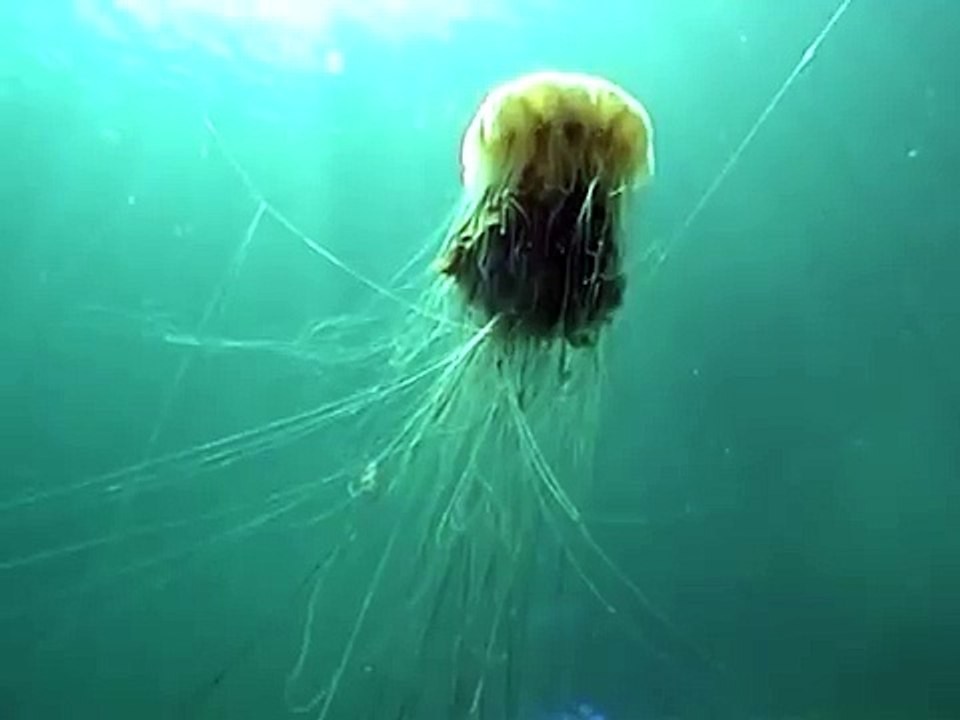 Lion's Mane Jellyfish