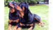 Pros & Cons of a Rottweiler | Dog Breeds