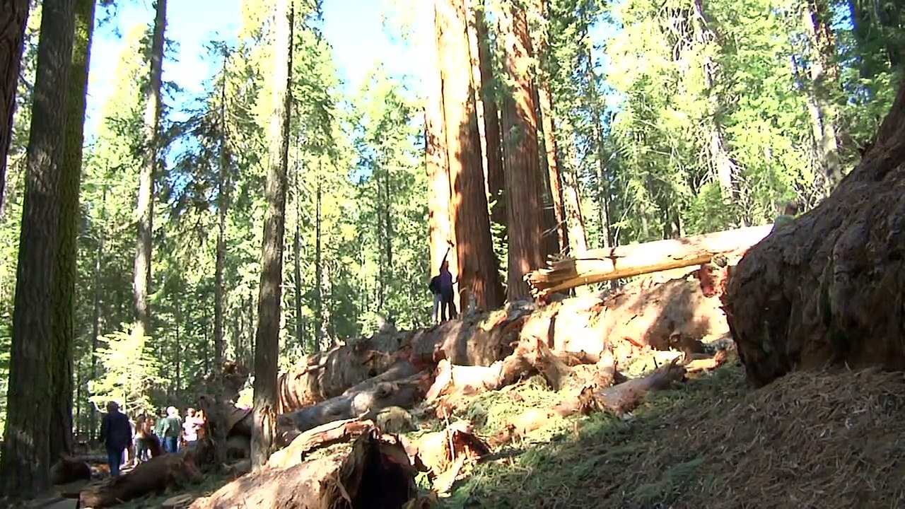 Giant Sequoia Fall